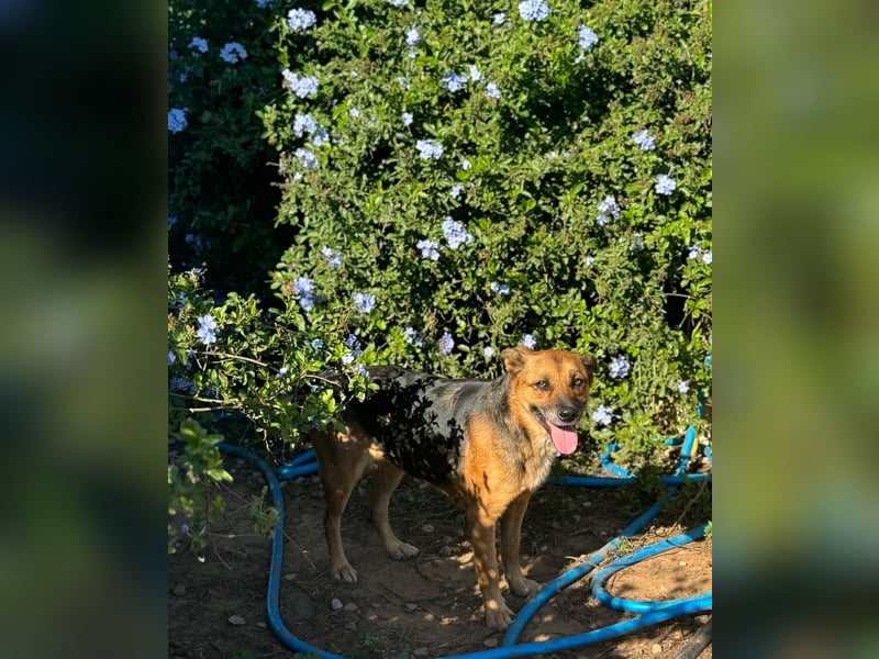 hübsche Schäferhund-Mix-Hündin wünscht sich gutes Zuhause