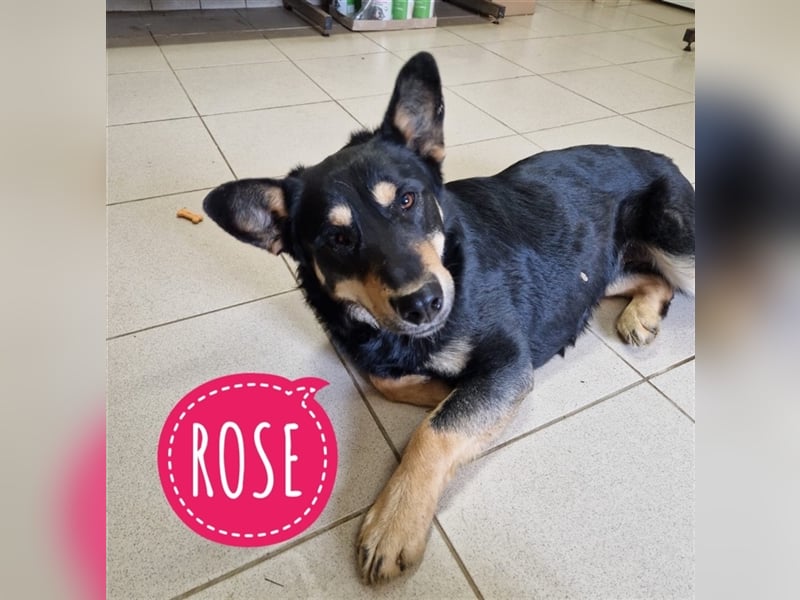 Rose ein Traumwesen