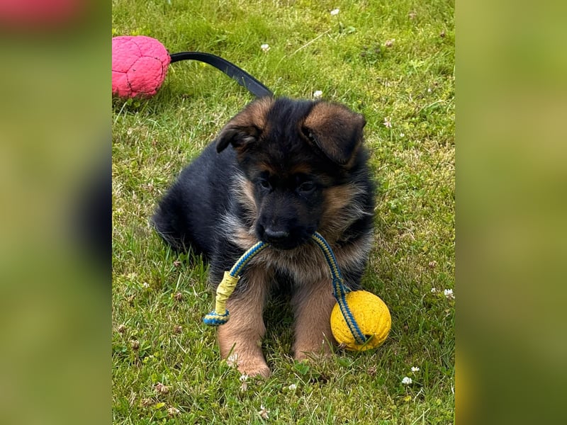 Schäferhund Hündin Welpe