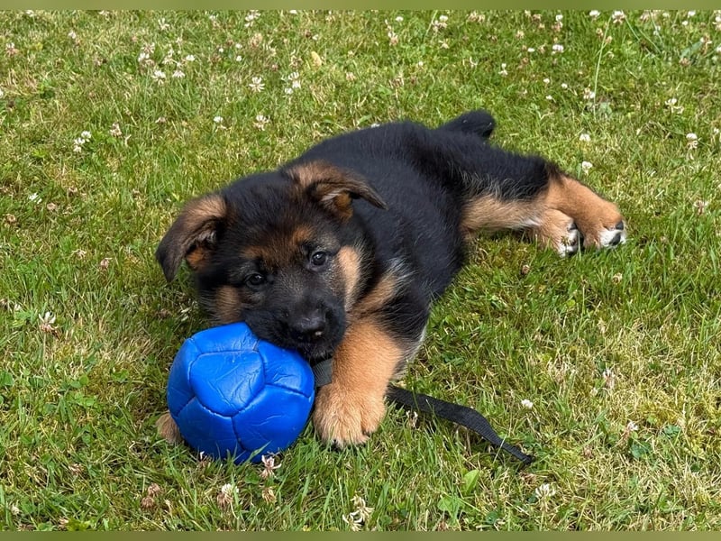 Schäferhund Hündin Welpe