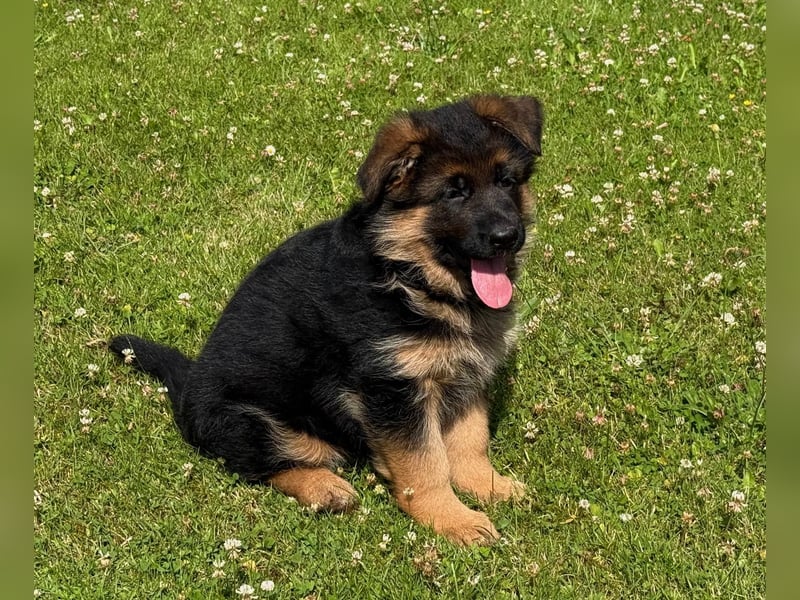 Schäferhund Hündin Welpe