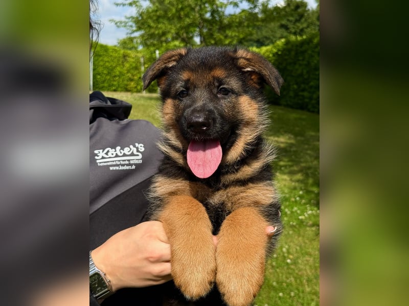 Schäferhund Hündin Welpe