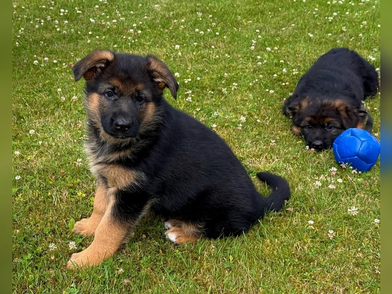 Schäferhund Hündin Welpe