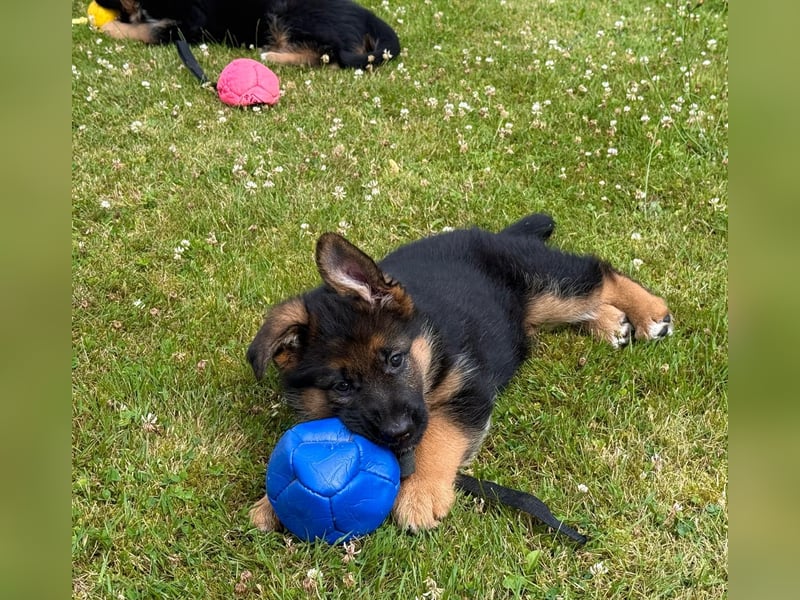Schäferhund Hündin Welpe