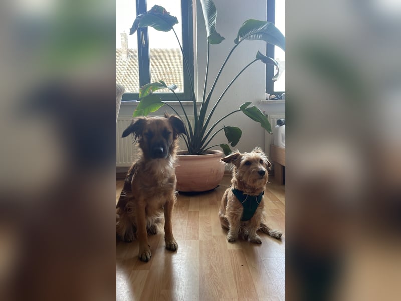 Voll ausgebildeter Schäferhund/Goldie/Jack Russel Mix