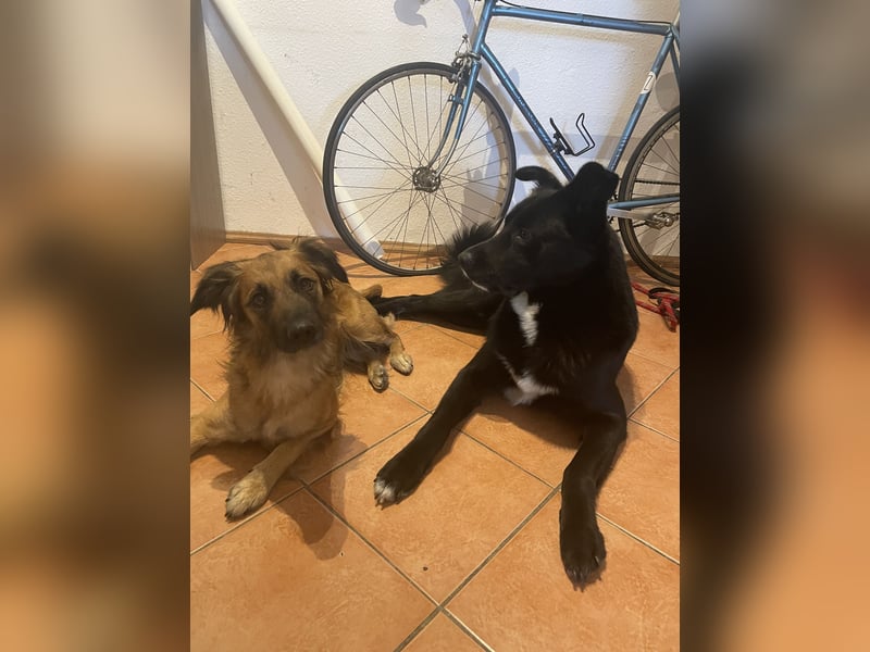 Voll ausgebildeter Schäferhund/Goldie/Jack Russel Mix