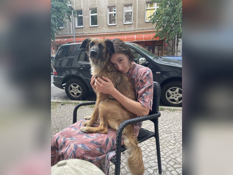 Voll ausgebildeter Schäferhund/Goldie/Jack Russel Mix