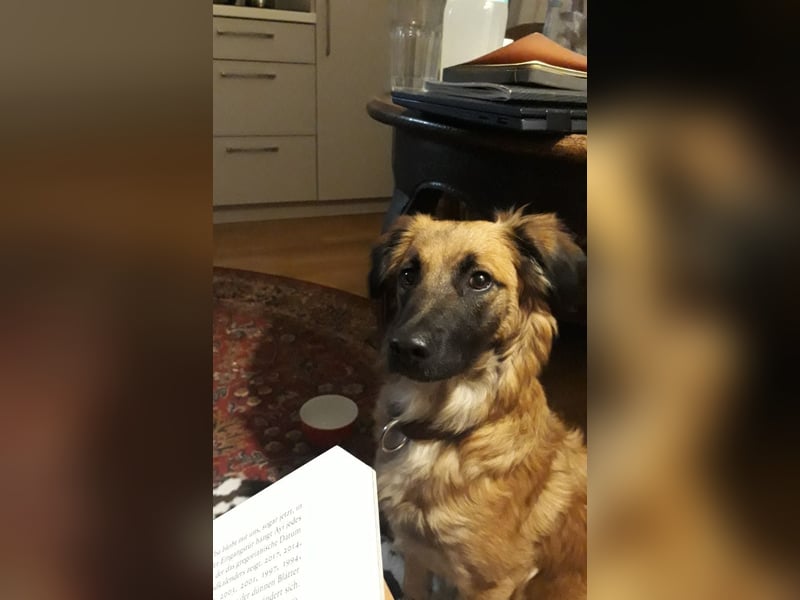 Voll ausgebildeter Schäferhund/Goldie/Jack Russel Mix