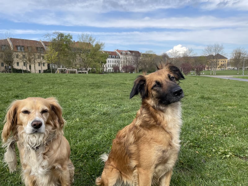 Voll ausgebildeter Schäferhund/Goldie/Jack Russel Mix
