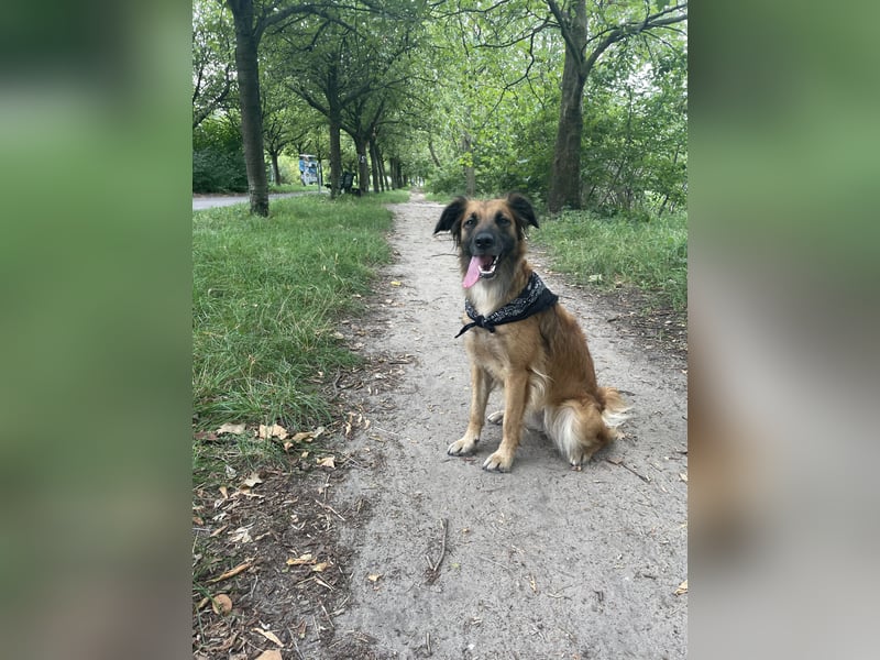 Voll ausgebildeter Schäferhund/Goldie/Jack Russel Mix