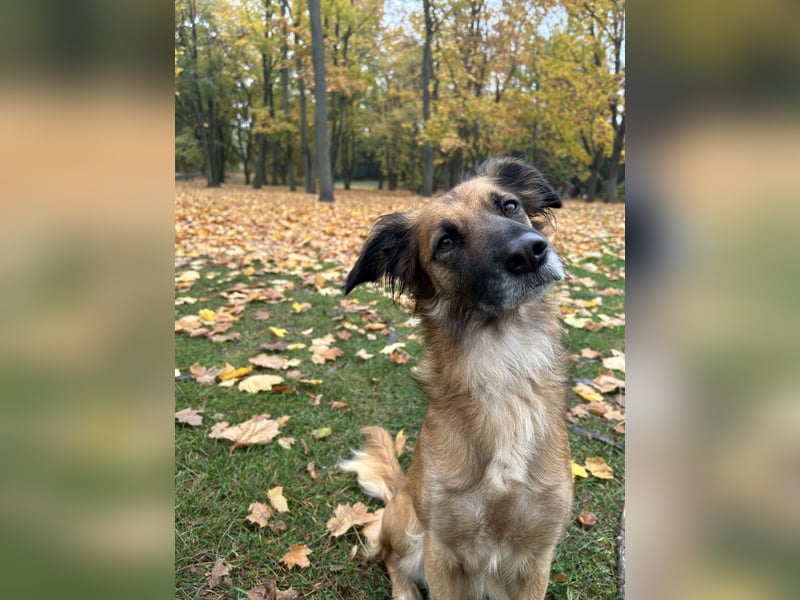 Voll ausgebildeter Schäferhund/Goldie/Jack Russel Mix