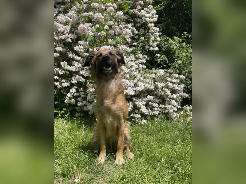 Voll ausgebildeter Schäferhund/Goldie/Jack Russel Mix