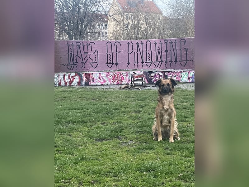Voll ausgebildeter Schäferhund/Goldie/Jack Russel Mix