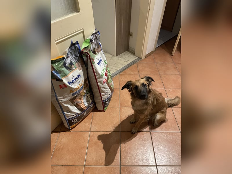 Voll ausgebildeter Schäferhund/Goldie/Jack Russel Mix