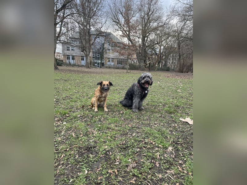 Voll ausgebildeter Schäferhund/Goldie/Jack Russel Mix