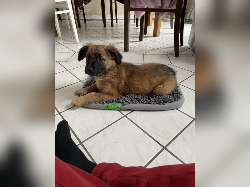 Voll ausgebildeter Schäferhund/Goldie/Jack Russel Mix