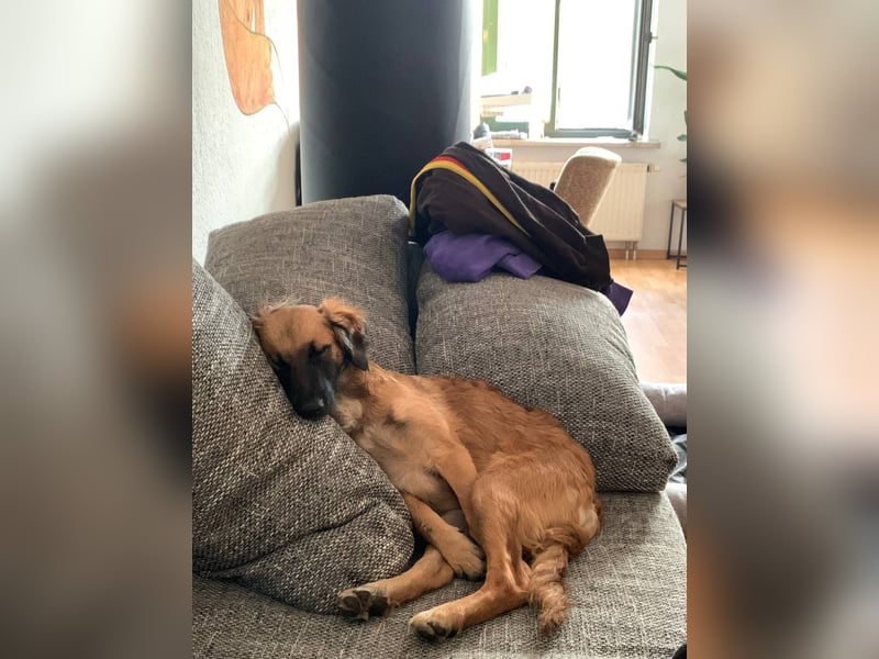 Voll ausgebildeter Schäferhund/Goldie/Jack Russel Mix