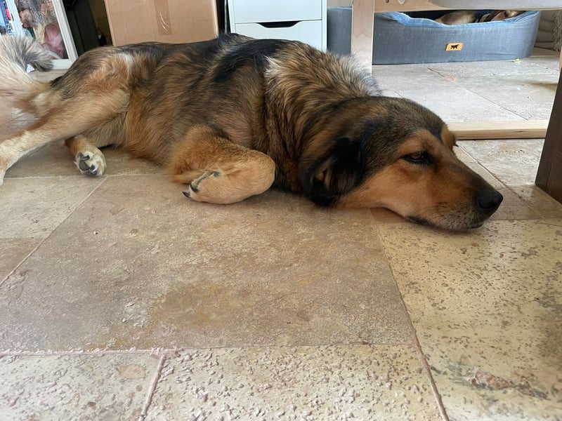 Leica, Schäferhund Mischlingshündin