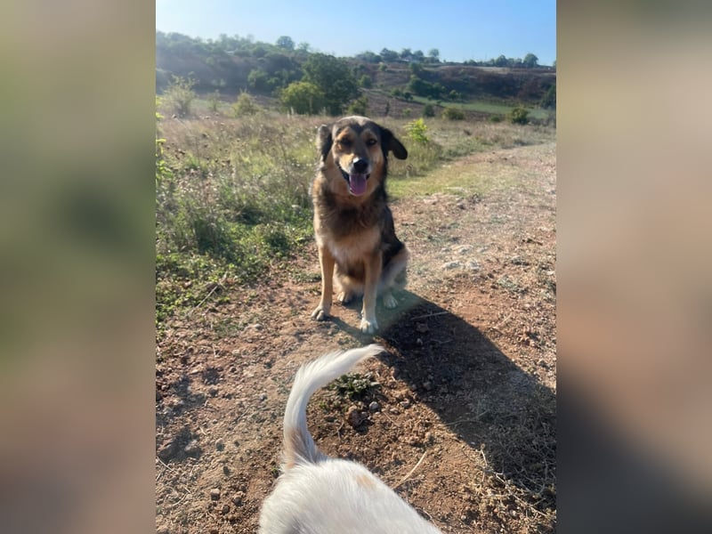 Leica, Schäferhund Mischlingshündin