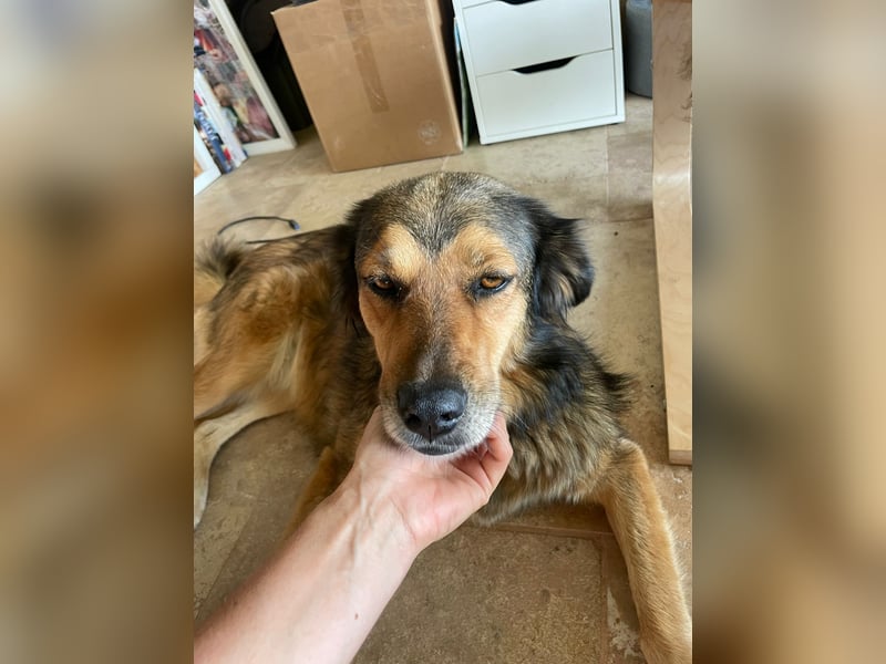 Leica, Schäferhund Mischlingshündin