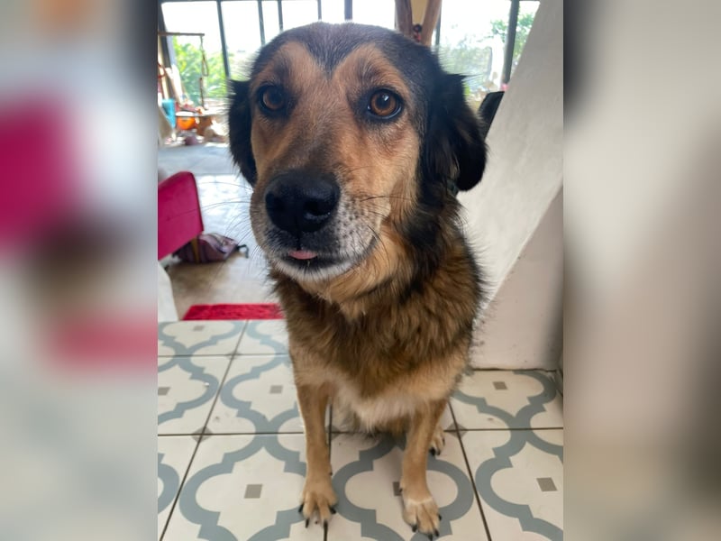 Leica, Schäferhund Mischlingshündin
