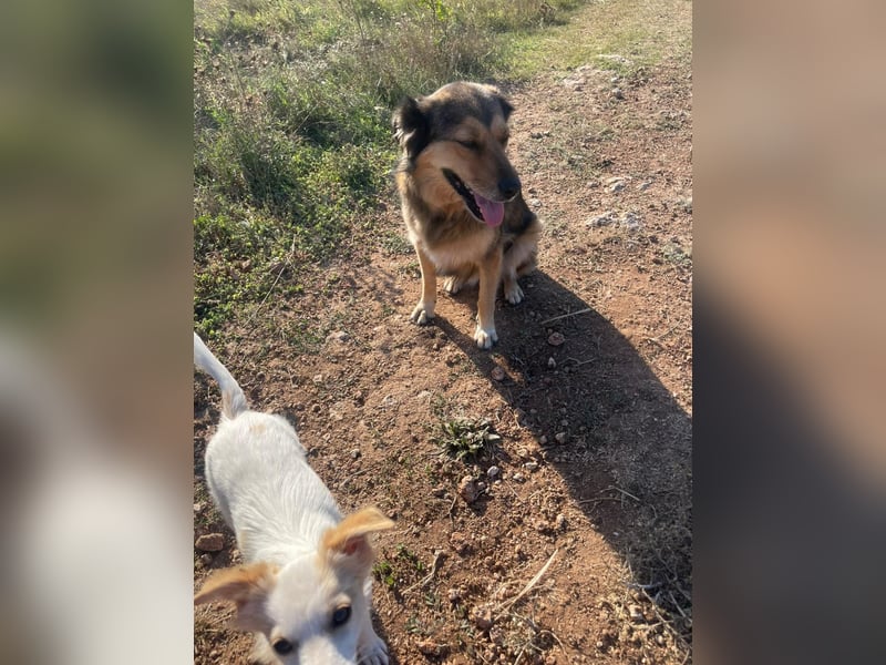 Leica, Schäferhund Mischlingshündin