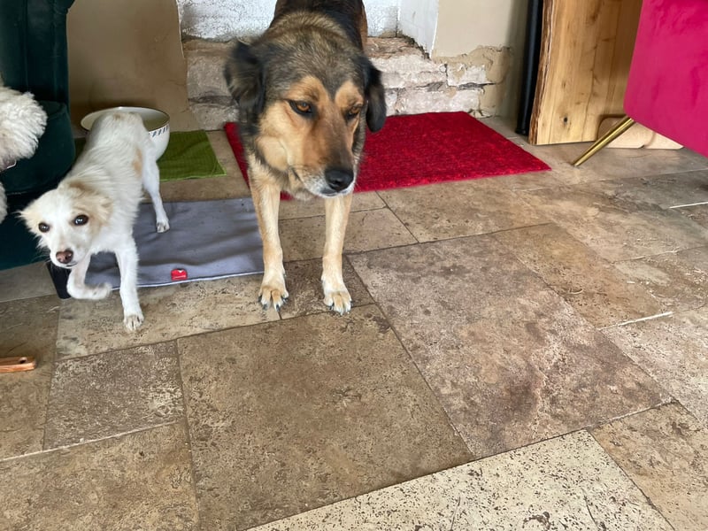 Leica, Schäferhund Mischlingshündin