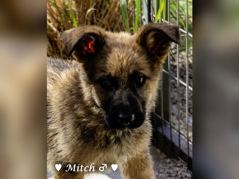 Vier wunderschöne Schäferhundmischlinge suchen ein Zuhause