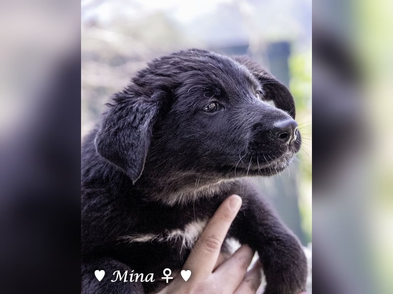 Vier wunderschöne Schäferhundmischlinge suchen ein Zuhause
