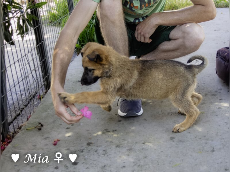 Vier wunderschöne Schäferhundmischlinge suchen ein Zuhause
