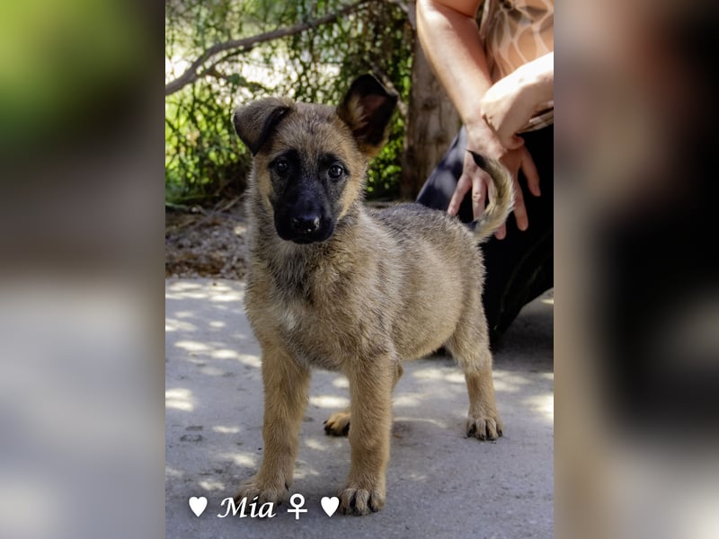 Vier wunderschöne Schäferhundmischlinge suchen ein Zuhause