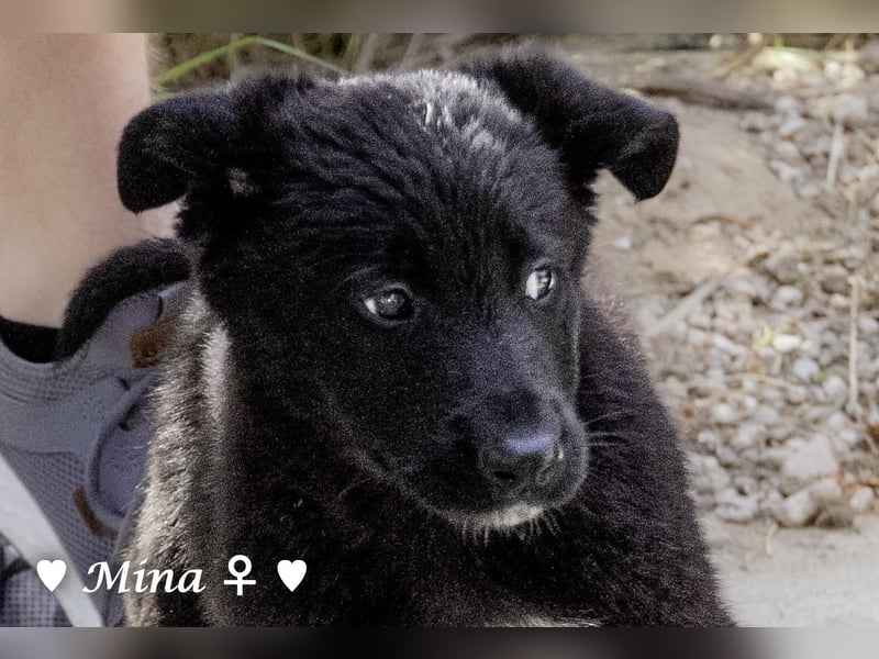 Vier wunderschöne Schäferhundmischlinge suchen ein Zuhause