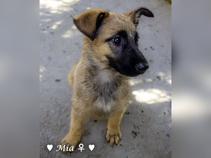 Vier wunderschöne Schäferhundmischlinge suchen ein Zuhause