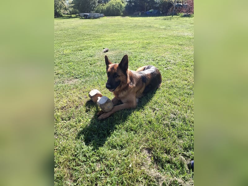 Deutscher Schäferhund