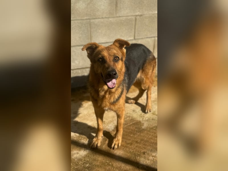 Tolles Schäfer-Mix-Mädel sucht ihre Menschen