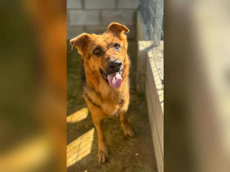 Tolles Schäfer-Mix-Mädel sucht ihre Menschen