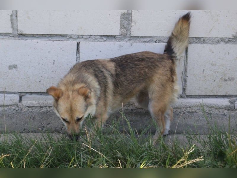 Wolfie sucht ein Zuhause