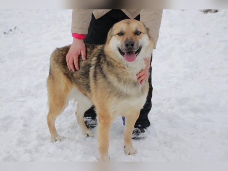 Wolfie sucht ein Zuhause