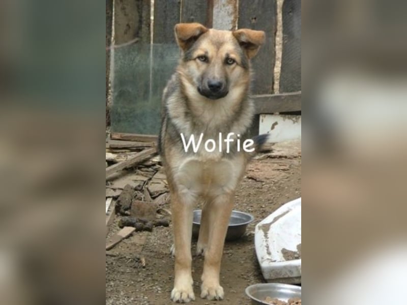 Wolfie sucht ein Zuhause