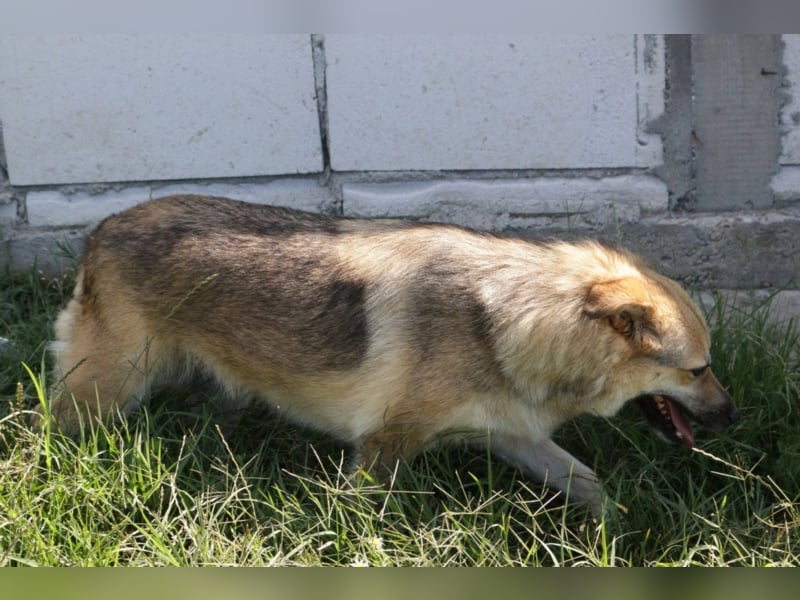 Wolfie sucht ein Zuhause