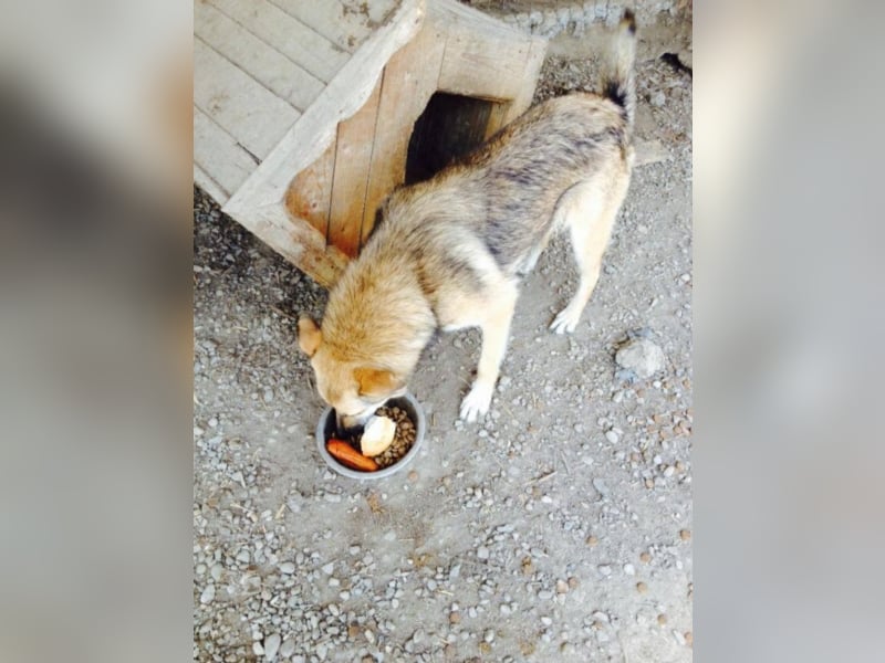 Wolfie sucht ein Zuhause
