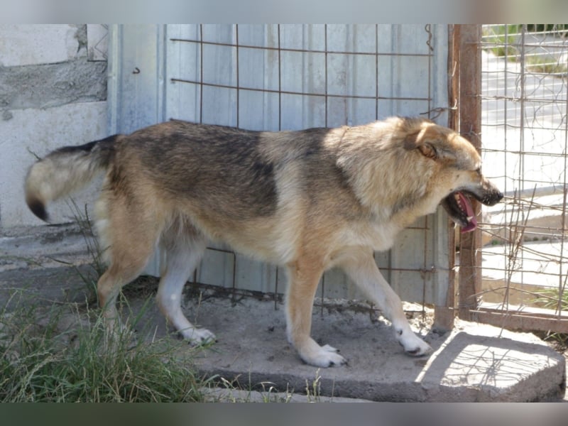Wolfie sucht ein Zuhause