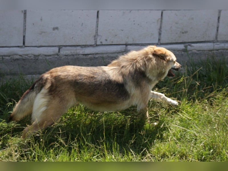 Wolfie sucht ein Zuhause