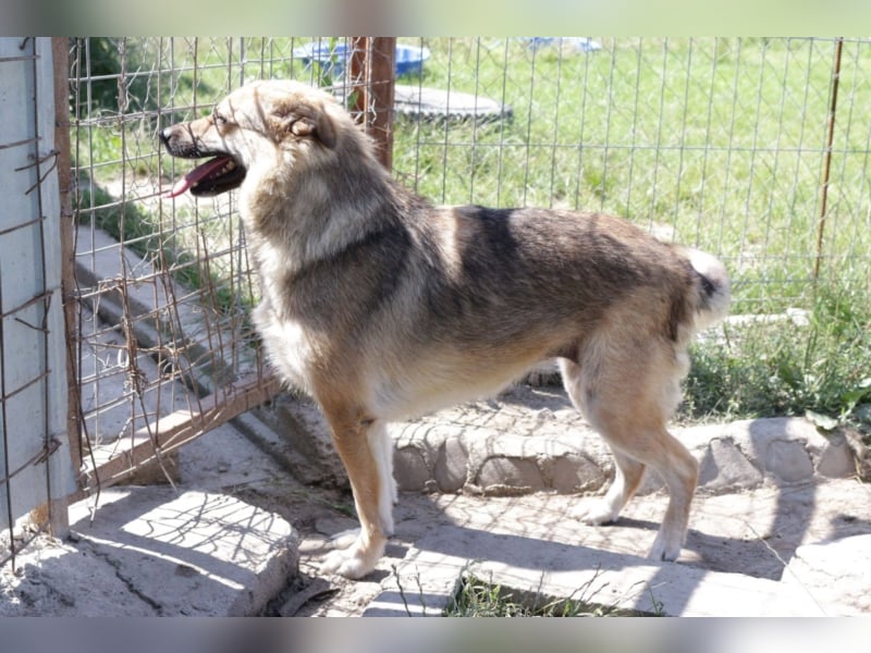 Wolfie sucht ein Zuhause