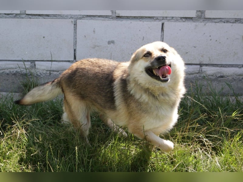 Wolfie sucht ein Zuhause