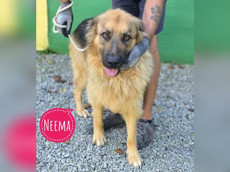 Neema eine wunderschöne Pracht