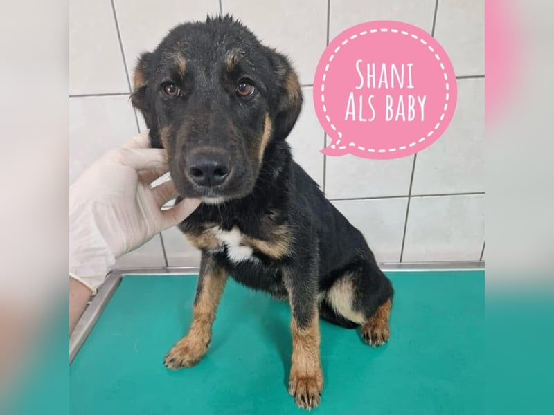Shani braucht Liebe