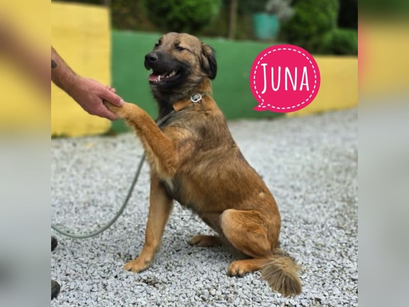 Juna braucht ein tolles Zuhause