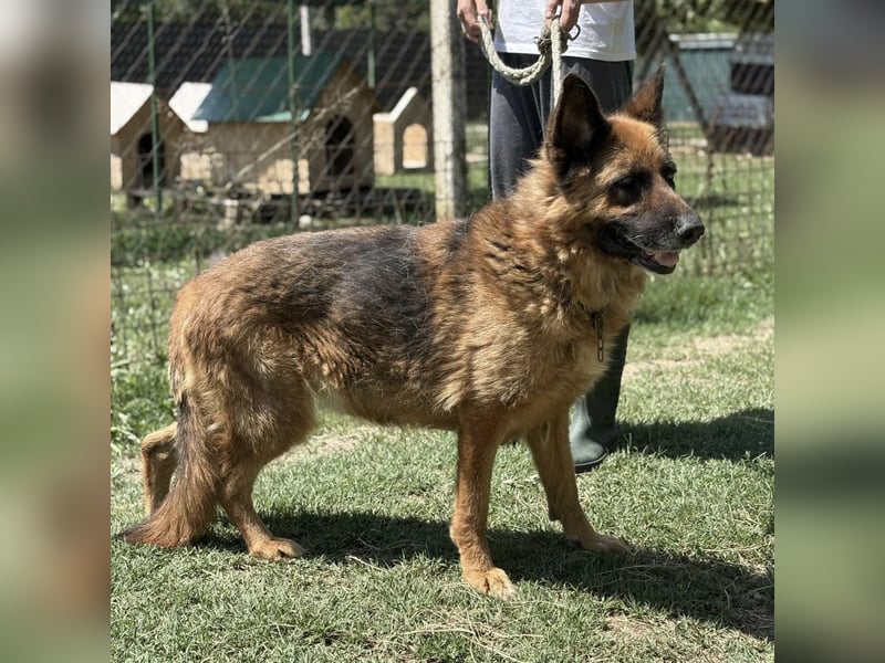Maya ein einsamer Schatz