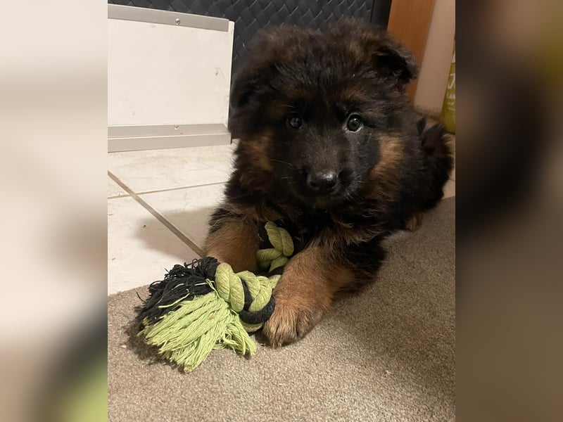 Deutsche Schäferhund Welpen